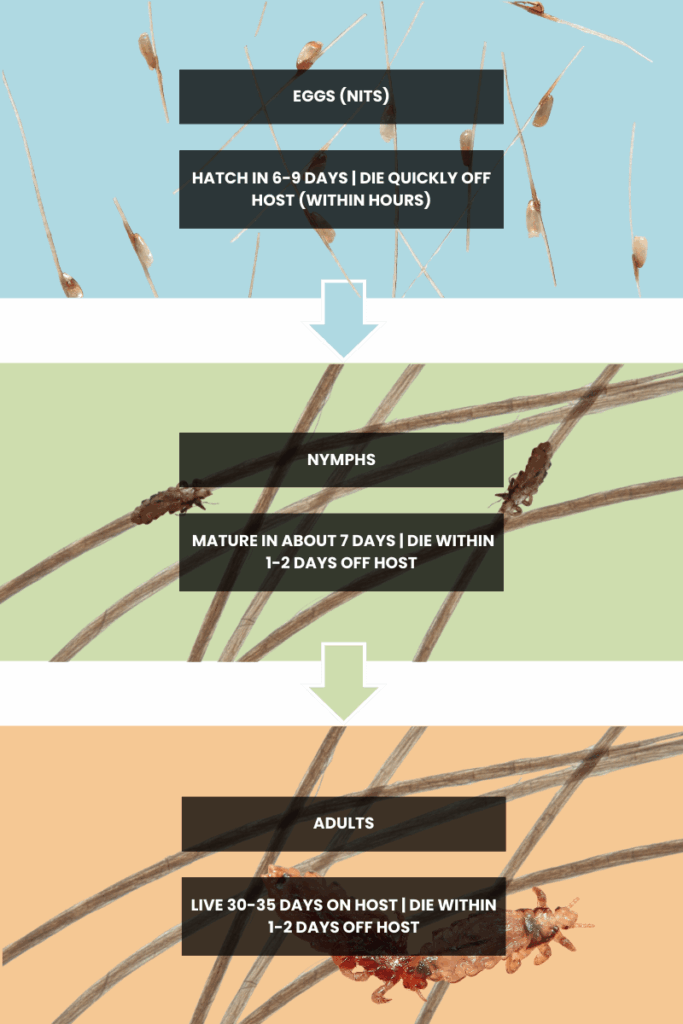 Head lice life cycle infographic showing eggs, nymphs, and adults with survival times off host