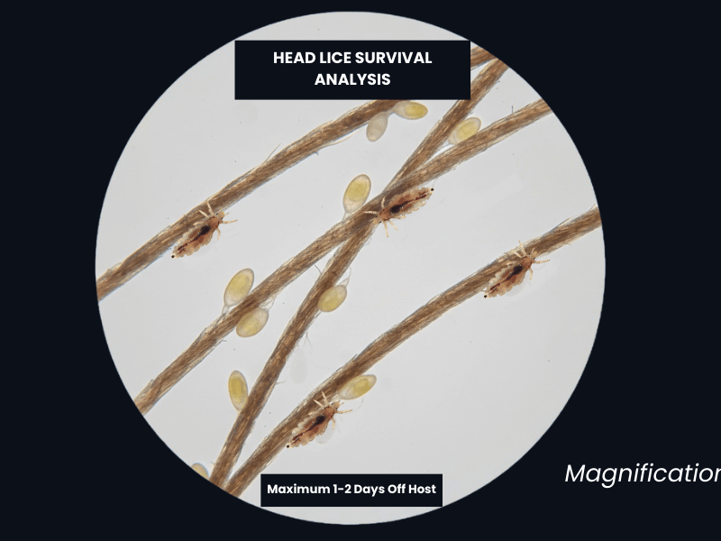Microscopic view of head lice on human hair showing adult lice and nits for survival guide